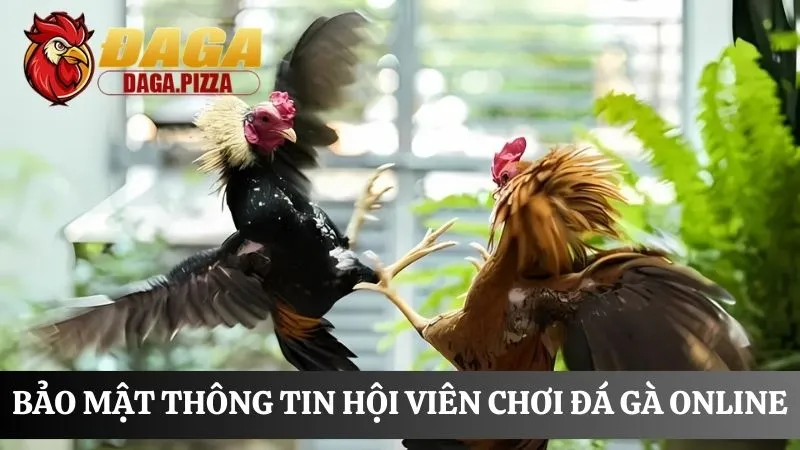 Đá gà online: Nơi cá cược an toàn và trả thưởng công khai Tham gia cá cược Đá gà online: Nơi cá cược an toàn