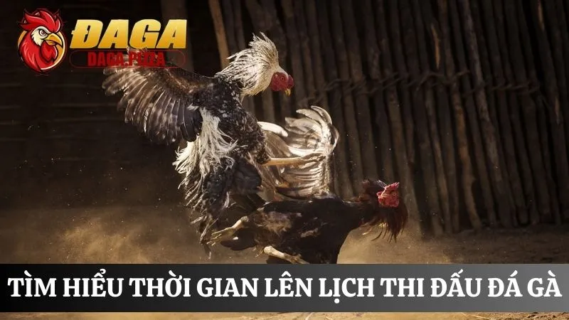 Lịch thi đấu đá gà: Cập nhật nhanh và liên tục trong ngày thời gian lên Lịch thi đấu đá gà