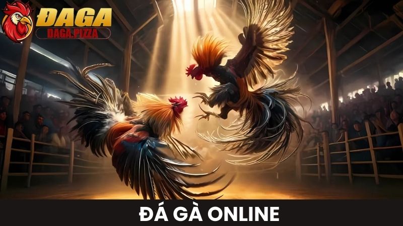 DAGA - Trang cược Daga Thormo uy tín, lịch đá gà mỗi ngày đá gà