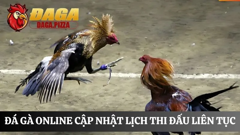 Đá gà online: Nơi cá cược an toàn và trả thưởng công khai điểm Đá gà online: Nơi cá cược an toàn