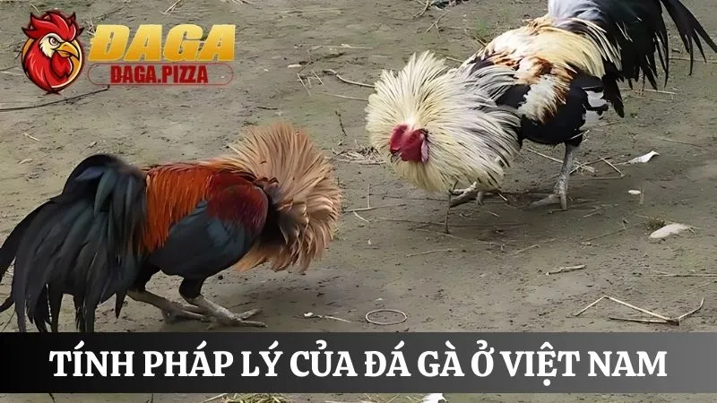 Tính pháp lý của đá gà ở Việt Nam cập nhật mới năm 2025 Tính pháp lý của đá gà ở Việt Nam