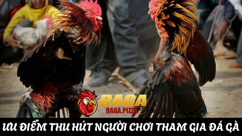 Giải đáp: “Tại sao đá gà lại thu hút người chơi cá cược?” câu hỏi Tại sao đá gà lại thu hút nhiều người tham gia