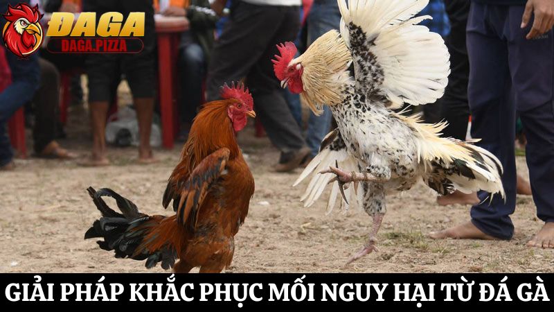 Đá gà – Mối nguy hại và giải pháp giải quyết hiệu quả Tìm hiểu về cĐá gà – Mối nguy hại và giải pháp