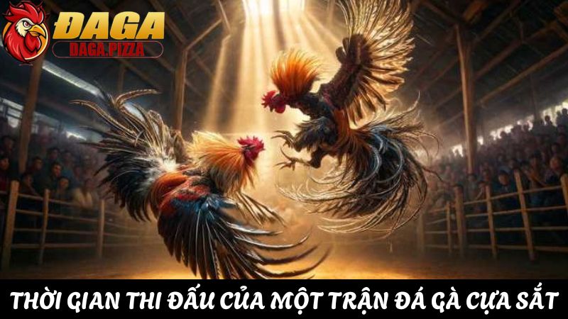 Đá gà cựa sắt và những điều cần biết kiếm thưởng dễ dàng thời gian Đá gà cựa sắt và những điều cần biết