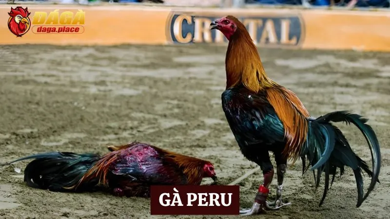 Các loại gà đá nổi tiếng ở Việt Nam sư kê thường chọn  các loại gà đá nổi tiếng ở Việt Nam - gà Peru