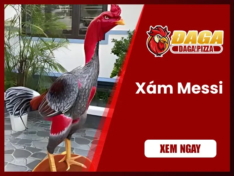 Những chiến kê nổi tiếng trong lịch sử đá gà Việt Nam  những chiến kê nổi tiếng trong lịch sử đá gà - Xám Messi