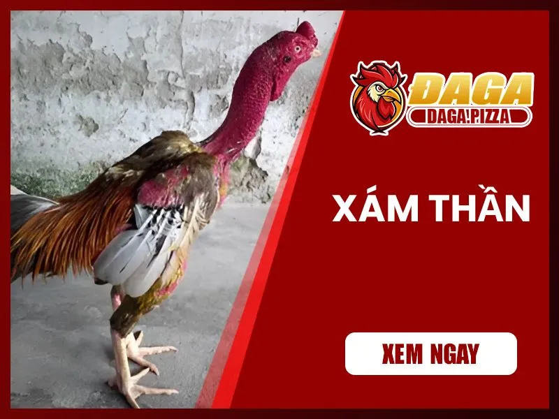 Những chiến kê nổi tiếng trong lịch sử đá gà Việt Nam  những chiến kê nổi tiếng trong lịch sử đá gà
